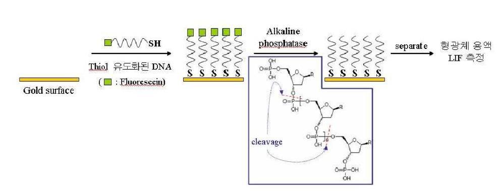 Alkaline phosphatase를 이용한 금 표면 칩에서의 DNA 표면 점유율 및 혼