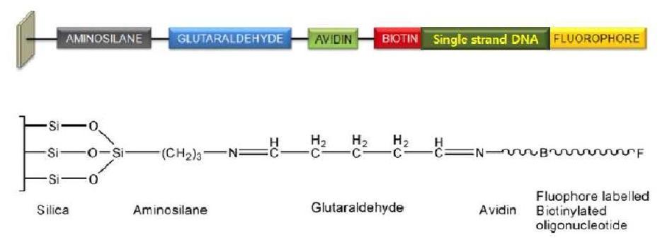 Schematic diagram of oligonucleotide chip fabrication. (ss DNA)