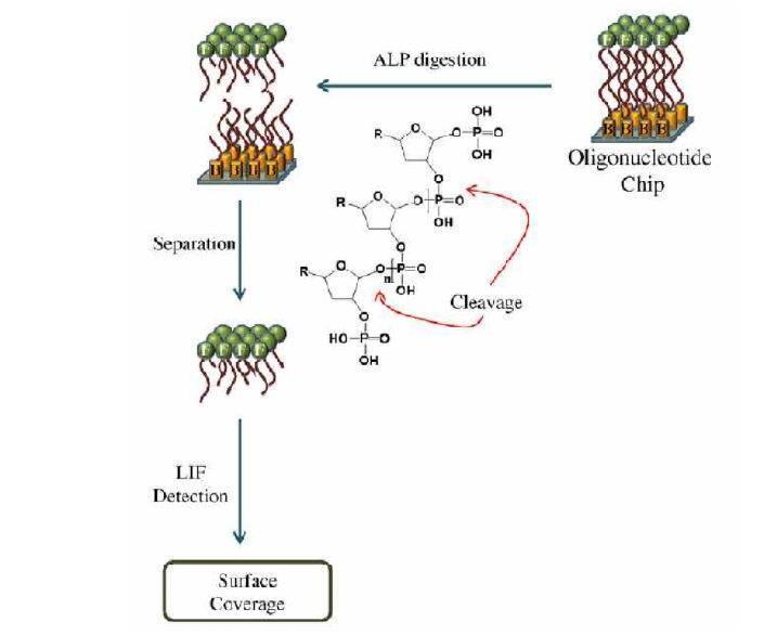 Schematic diagram of the quantification of fluorescein-labeled oligonucleotides immobilized on a chipsurface using alkaline phosphatase (ALP) digestion