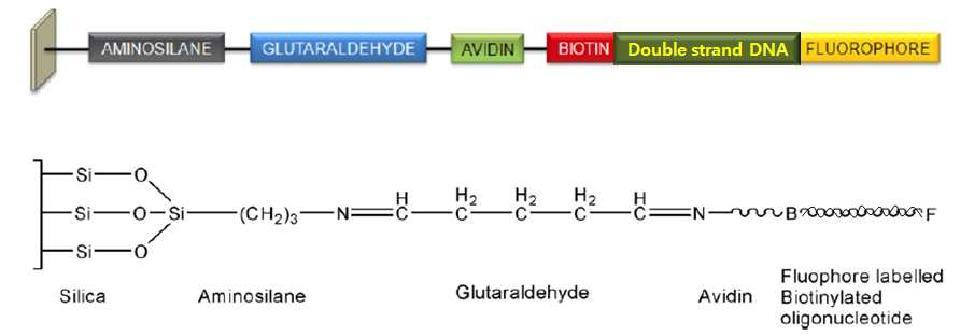 Schematic diagram of oligonucleotide chip fabrication. (ds DNA)