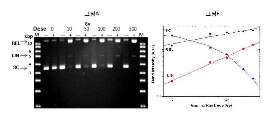 Fpg enzyme처리 후 gel electrophoresis (A), Gamma Ray dose에 따른 각각의 DNA 분율(B).
