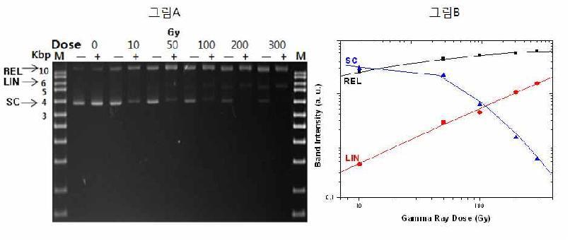 Endonuclease III 처리 후 gel electrophoresis(A),Gamma Ray dose에 따른 DNA 분율(B).