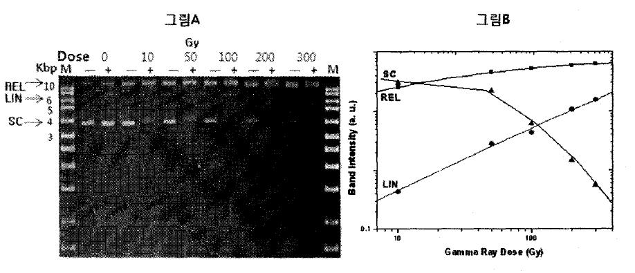 Endonuclease IV 처리 후 gel electrophoresis(A),Gamma Ray dose에 따른 각