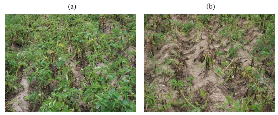 Control efficacy of wettable powder type formulation of the extract of Magnolia officinalis stem bark against potato late blight in field(a: treated, b: untreated).