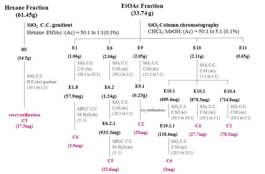 Isolation of compounds from hexane and EtOAc-soluble fractions of C. majus.