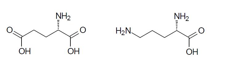 L-glutamic acid(왼쪽)와 γ-aminobutyric acid(오른쪽)의 화학구조.