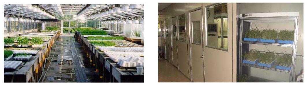 한국화학연구원 생물기능연구팀 살균제 연구실의 전천후 유리 온실(왼쪽)과 항온항습실 및 생육선반(오른쪽).