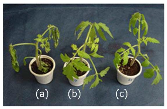Suppression of tomato late blight by cauloside A isolated from Dipsacus asper. a=untreated control, b=treated with cauloside A (500 ㎍/ml), c=dimethomorph (10 ㎍/ml).