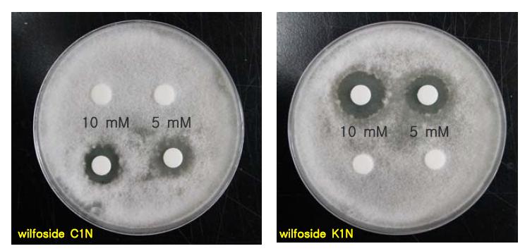 Inhibition of mycelial growth of Magnapothe grisea by wilfoside C1N and wilfoside K1N isolated from Cynanchum wilfordii.