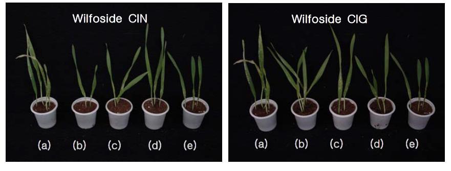 Suppression of barley powdery mildew caused by Erysiphe graminis f.sp. hordei by wilfoside C1N and wilfoside C1G isolated from Cynanchum wilfordii. a=untreated control, b, c, d=treated with 500 ㎍/ml, 250 ㎍/ml, and 125 ㎍/ml, respectively, of the purified substance, e=flusilazole (10 ㎍/ml).