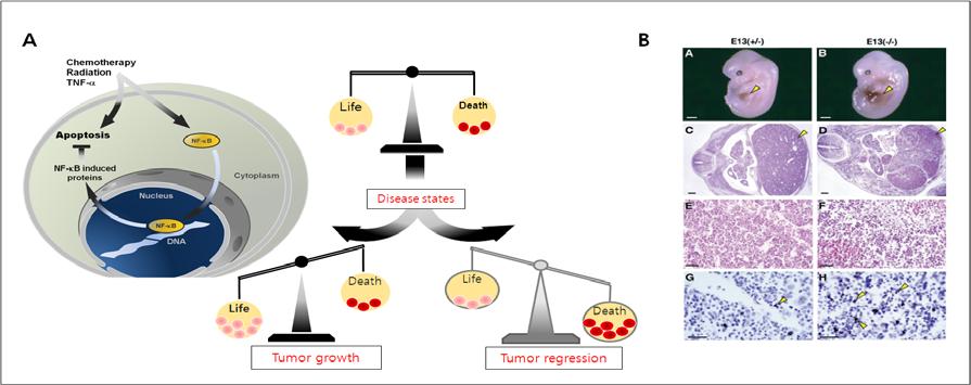 (A) 세포사멸 수용체 (death receptor) 또는 항암제 및 방사선 치료에 의해 활성화되 는 NF-kB는 암화과정 및 암치료-저항성의 중요 기전임. (B) NF-kB subunit (RelA) 유전자 결 손쥐는 심한 apoptotic feature를 보임 (adopted from Nature, 2002).