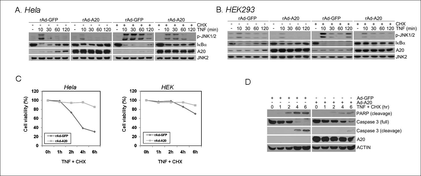 TNF induces rapid expression of the endogenous inhibitor of NF-kB, A20 and overexpression of A20 inhibits TNF-induced JNK activation and apoptosis