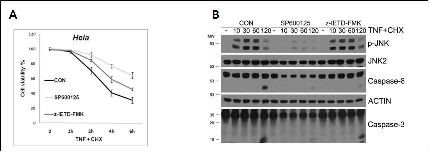 JNK에 의한 세포사멸 유도효과 규명 (A, B) JNK 및 caspase-8 억제제 투여 후 TNF에 의한 apoptosis 및 downstream effector caspase의 활성화 비교