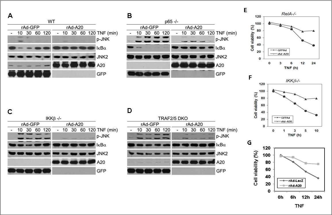 A20 has an essential role for NF-kB-mediated suppression of JNK activation and apoptosis in p65-/-, IKKβ-/- and TRAF2,5-/- MEFs