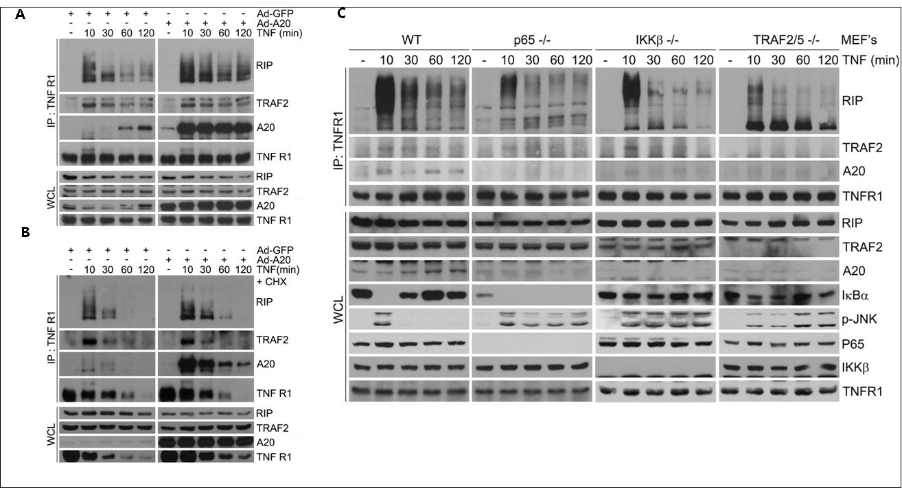 Recruitment of A20 enhances ubiquitination of RIP, but not TRAF2 in TNFR1 and does not affect the receptor signaling complex formation