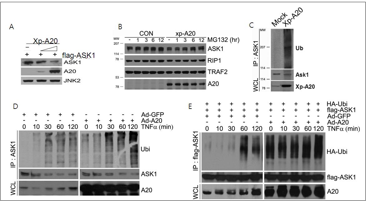 A20에 의한 수행되는 ASK1의 ubiquitionation process.