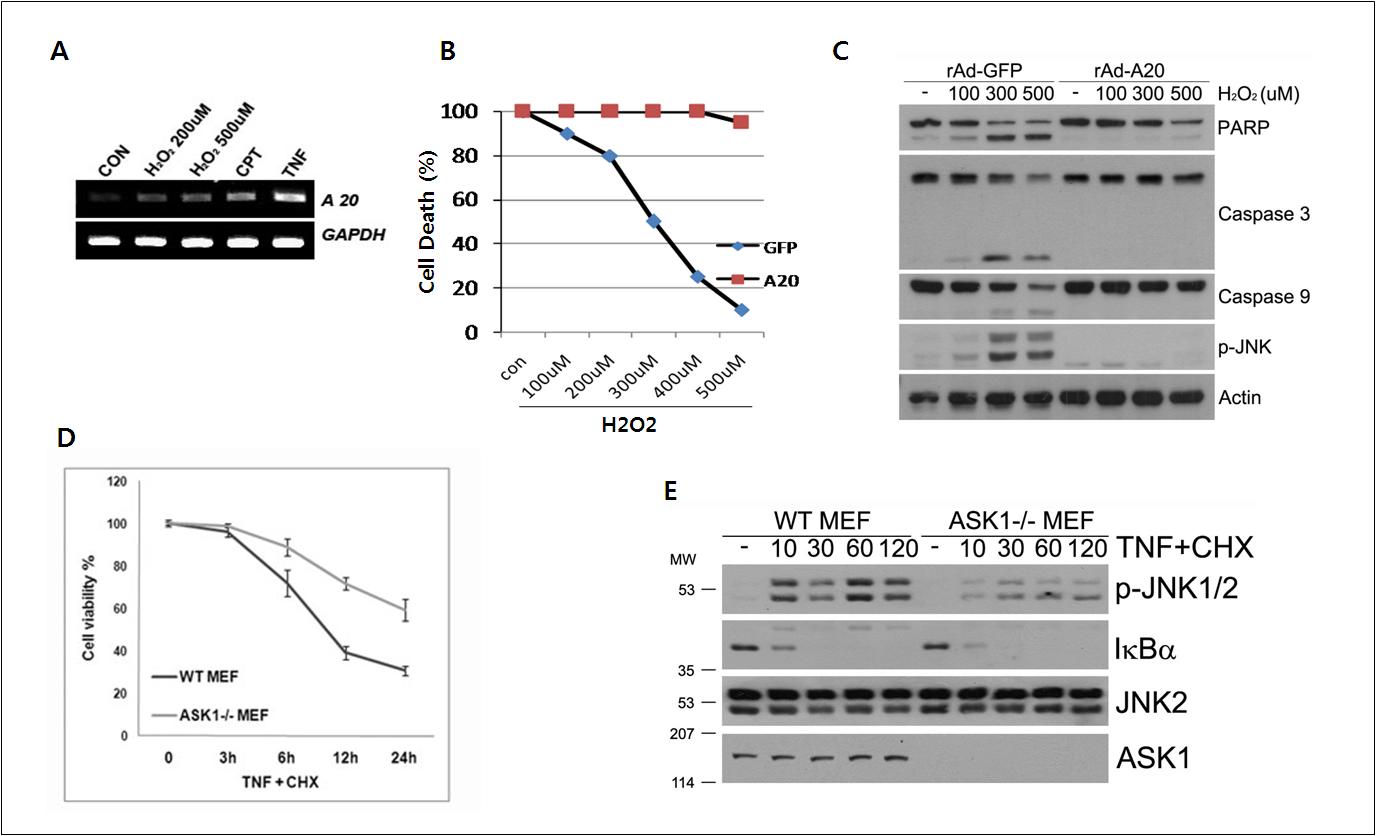 Protective role of A20 on the ASK1-mediated cell death.