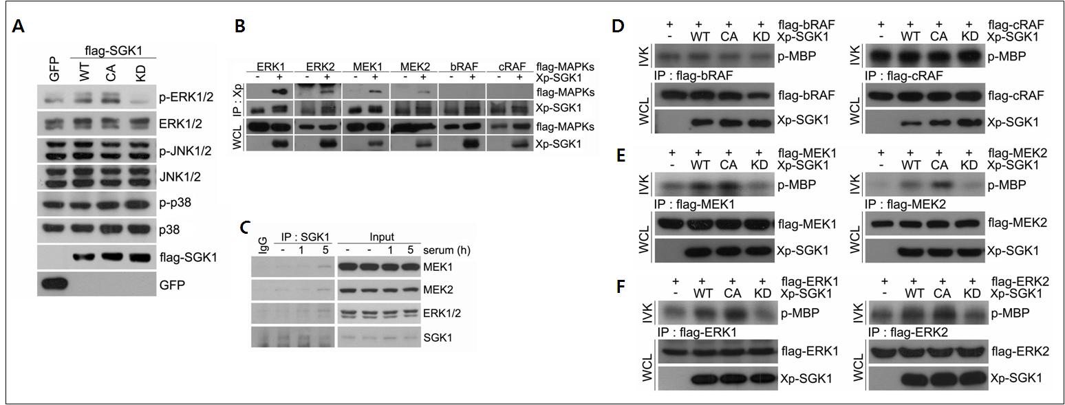 SGK1 activates ERK, but not JNK and p38 signaling pathways through its direct interaction.