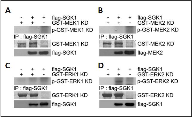 SGK1 phosphorylates ERK2 using in-vitro phosphorylation assay.