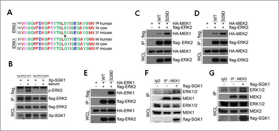 SGK1은 ERK2 serine 29번 잔기를 인산화시킴.