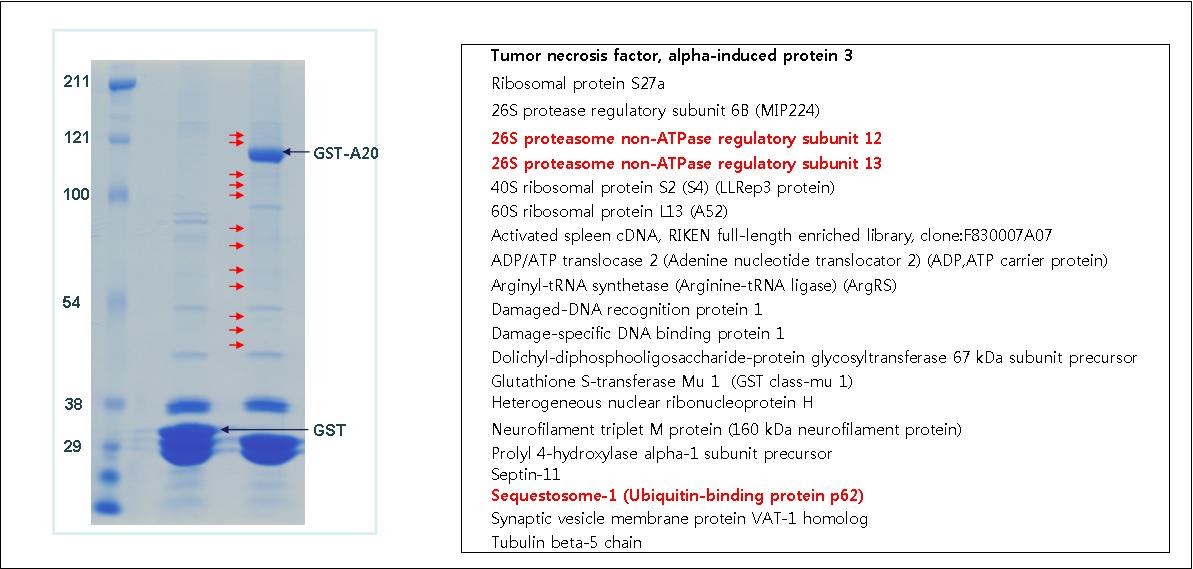 GST pull down 및 mass spectrometry analysis에 의한 신규 A20-결합단백동정