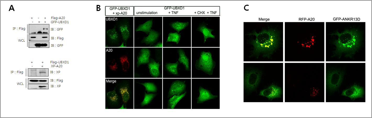 A20 interacts with UBX domain containing protein and ANKRD proteins.