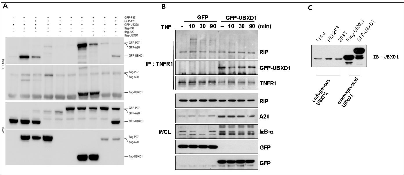 A20-UBXD-1-p97ATPase complex 형성 및 TNF 수용체에서 RIP ubiquitination에 미치는 영향