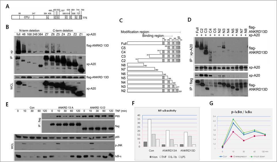 (A-D) A20와 ANKRD13 결합부위 확인을 위한 co-I.P. (E-G) ANKRD13와 p65와의 결합 및 ANKRD13 과발현 후 NF-kB 신호 억제 현상