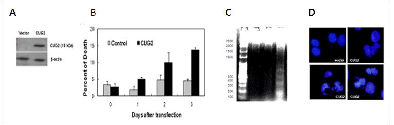 CUG2-induced cell death in SKOV-3.