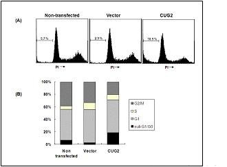 Effect of CUG2 on cell cycle distribution Flow-cytometric analysis of non-transfected, blank vector or CUG2-transfected cells