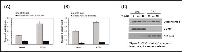 (A, B) Effect of CUG2 expression on caspase-like activities. Activity of caspase-3 and -8 were measured as DEVDase (A) and IETDase (B) activities. (C) CUG2 induced apoptosis invoves cytochrome C release.