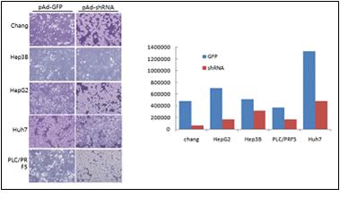 Effect of CUG2 siRNA on the survival of human hepatoma cell lines