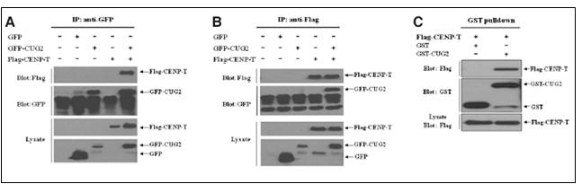 Interaction between CUG2 and CENP-T.