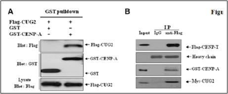 Association of CUG2 and CENP-A (A) Results GST pull-down assay using GST-CENP-A. (B) Co-immunoprecipitation of CENP-A and CUG2 with CENP-T.