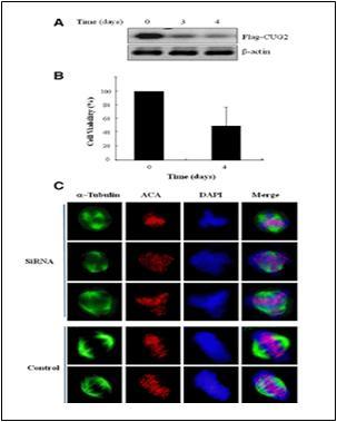 CUG2 knockdown with siRNA.