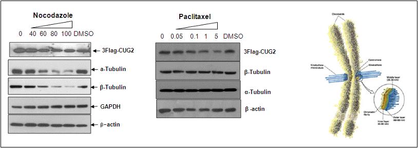 CUG2 stability was affected by functional microtubules