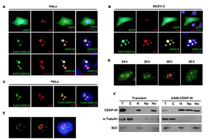 CUG2 is specifically associated with nucleoli