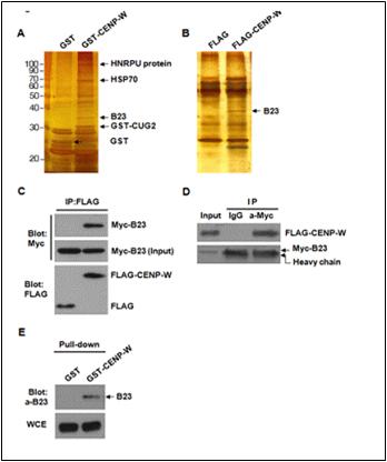 CUG2 (CENP-W) interacts with B23.