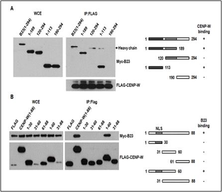 Determination of domains required for the interaction between CUG2 and B23.