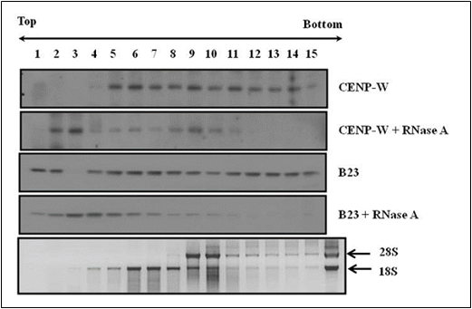 RNA-binding assay of CUG2