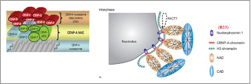 A hypothetical state of the centromere during interphase