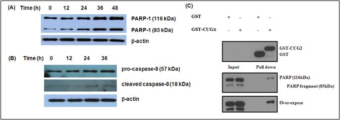 CUG2 as a modulator of apoptotic factor, PARP-1 or caspase-8