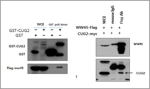 CUG2 interacts with www45