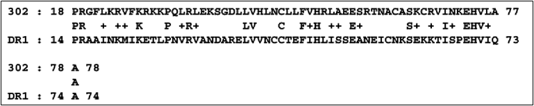 CUG2 와 DR1간의 아미노산 서 열 비교분석