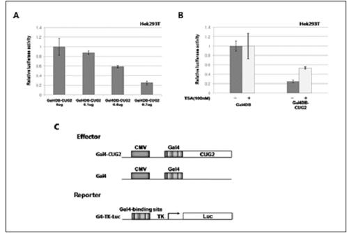 CUG2 acts as a transcriptional represor in reporter system