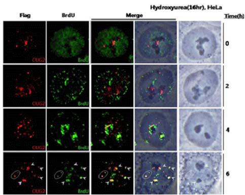 CUG2 is localized in replication foci in late S.