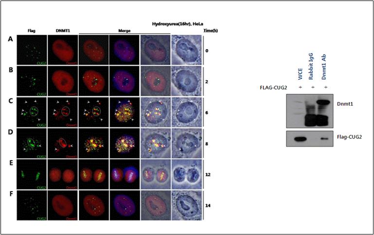 CUG2 interacts with DNMT1, which is highly observed during the late S phase