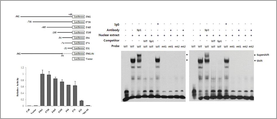 Promoter analysis of human CUG2 gene