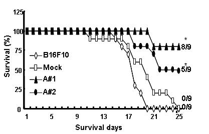 Ard1이 과발현 하는 B16F10 세포주를 C57BL/6 mice의 미정맥에 주입하여 mice의 생존률 측정. *, 0.001<P<0.01, A#1, B16F10-Ard1 #1; A#2, B16F10-Ard1 #2