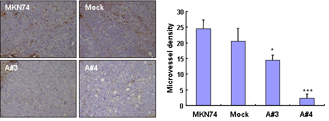 MKN74 primary tumor 조직을 CD34 antibody를 이용하여 면역 염색 (오른쪽) 하고, CD34-positive vessels을 측정하여 그래프로 나타냄 (왼쪽).
